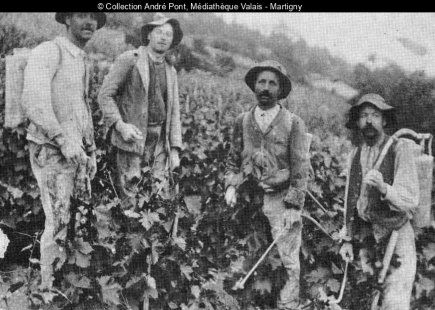 photo en noir-blanc de vignerons dans les vignes